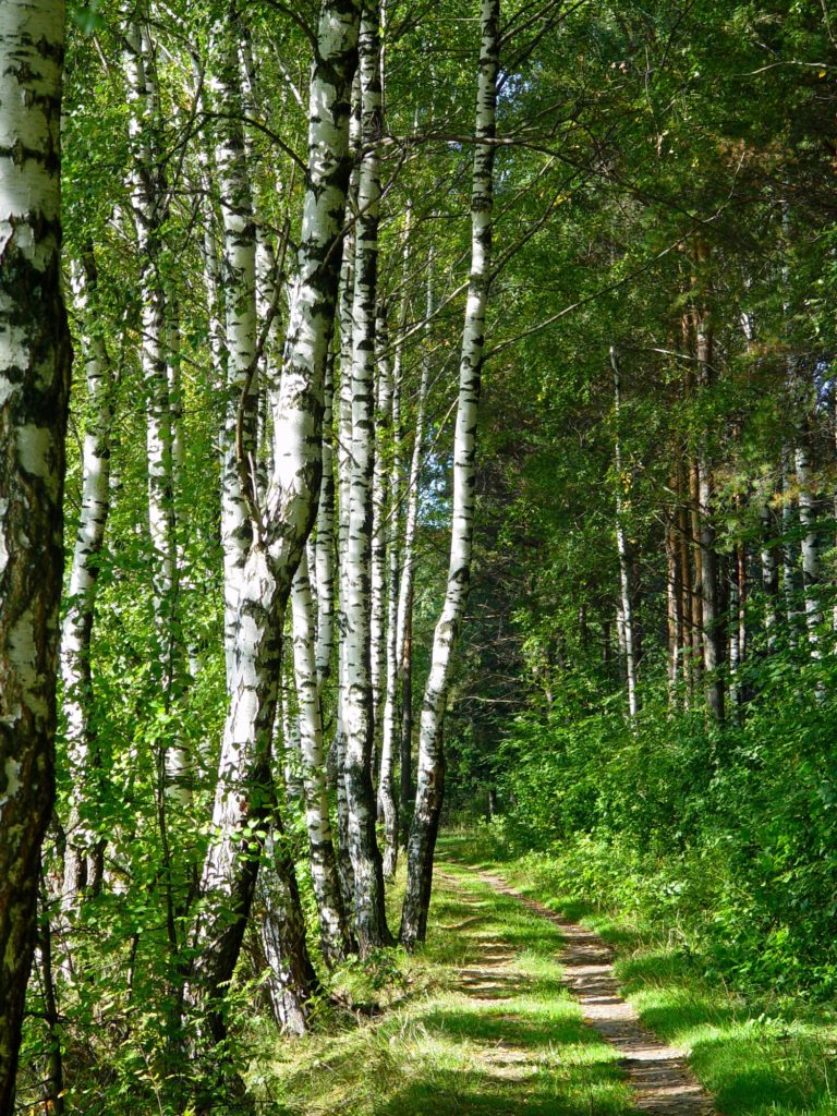 ✨NOMINATED✨ Path in a birch forest on a sunny day.