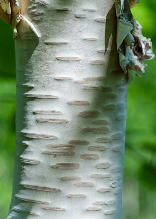 Fragment of Birch Tree Trunk Close-Up on Summer Background in Sunny Weather